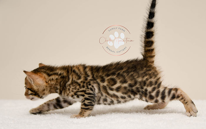 Bengal kitten for sale